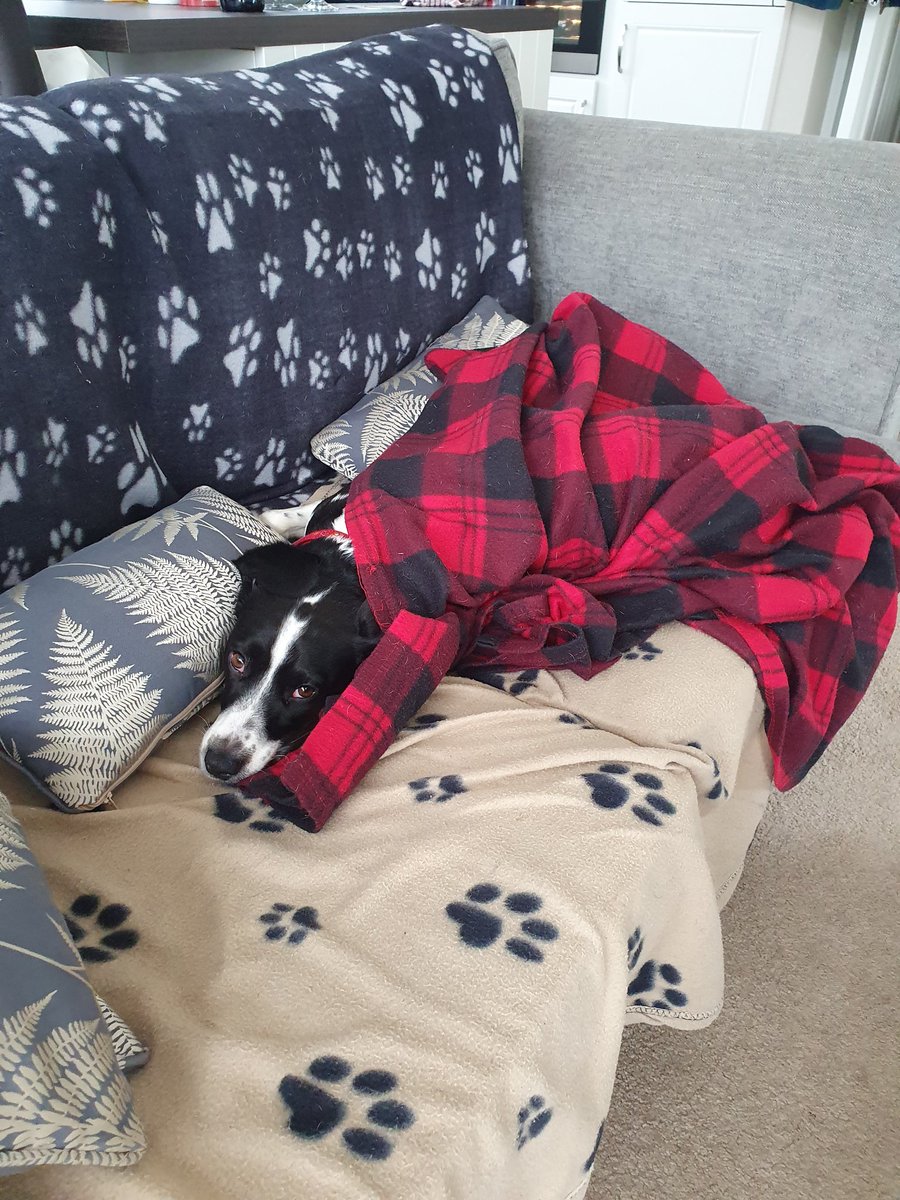 Madam has taken a little bit to settle in but she's is happy now 🤣

#beagle #spaniel #dogfriendly #hoseasons