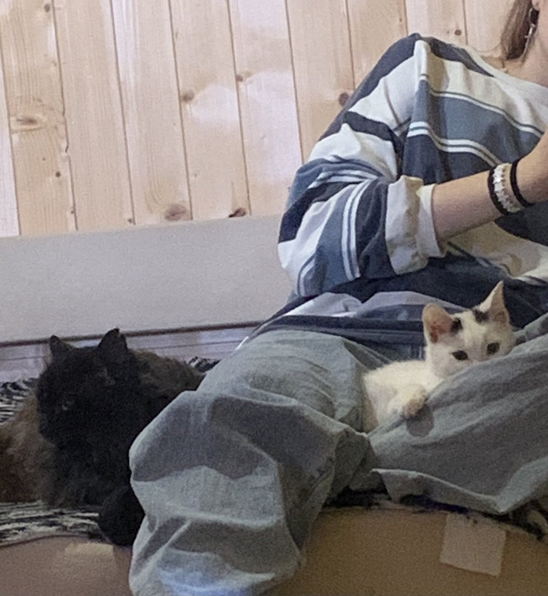 lemur_rrr's tweet photo. сидим https://t.co/r2MMfOhNI1