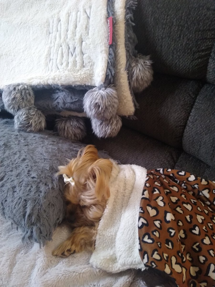 bchristilynn's tweet image. Ready for my 1st comfy and cozy Saturday nap Mommy 🤍
🐾🐾🐾🐾 XO-Cooper
#DogsofTwittter #DogsOnTwitter