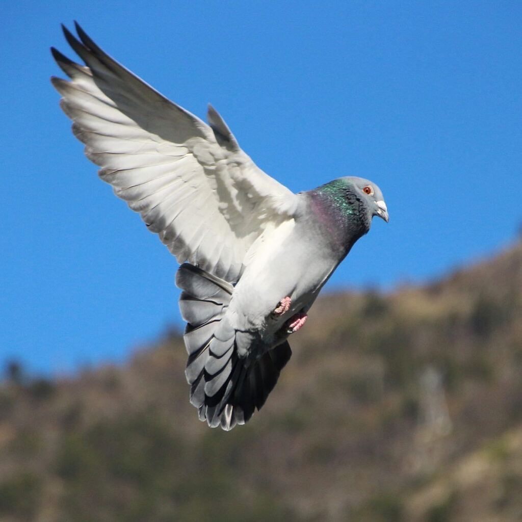 RacingpigeonsC's tweet photo. Have a nice evening and enjoy the weekend! ✌️

#duivensport #weekend #saturdayvibes #qualitytime #brieftauben #pigeonbreeder #valoft #landing #flying #flyingpigeon https://t.co/9XzaxiXUk5 https://t.co/4lwHZAfwiU