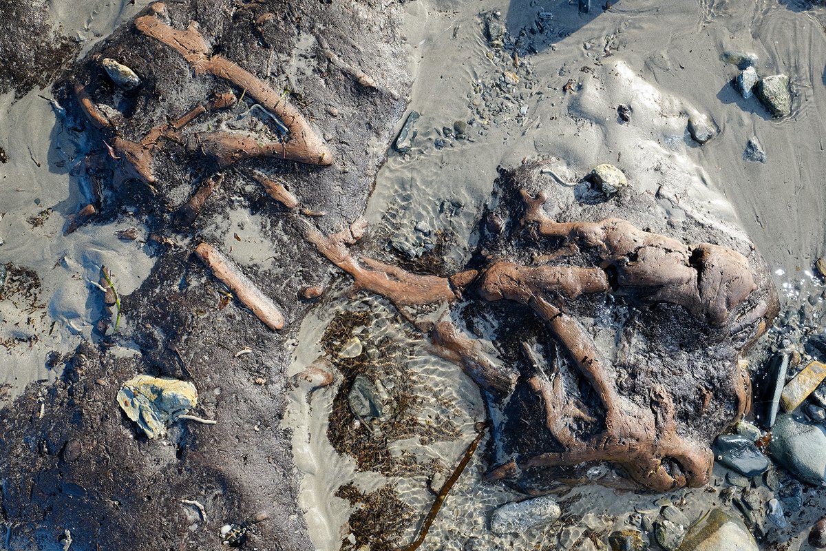 Tree trunks, stumps and roots from an ancient submerged forest thought to be 4,000 to 6,000 years old have been exposed once again this week in Mount's Bay following winter storms and spring low tides. cornwalllive.com/news/cornwall-…