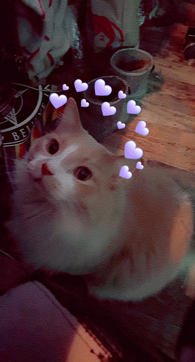 bulbashine's tweet image. Here’s my cat. It’s my birthday.