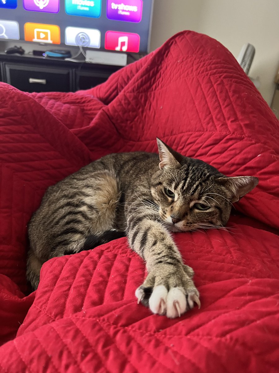 Mistres_Starr's tweet photo. I love how lovey dovey she is in the morning 🥺🥺❤️❤️
#Caturday #CatDad #SatMorning https://t.co/YXMQSfK6rM
