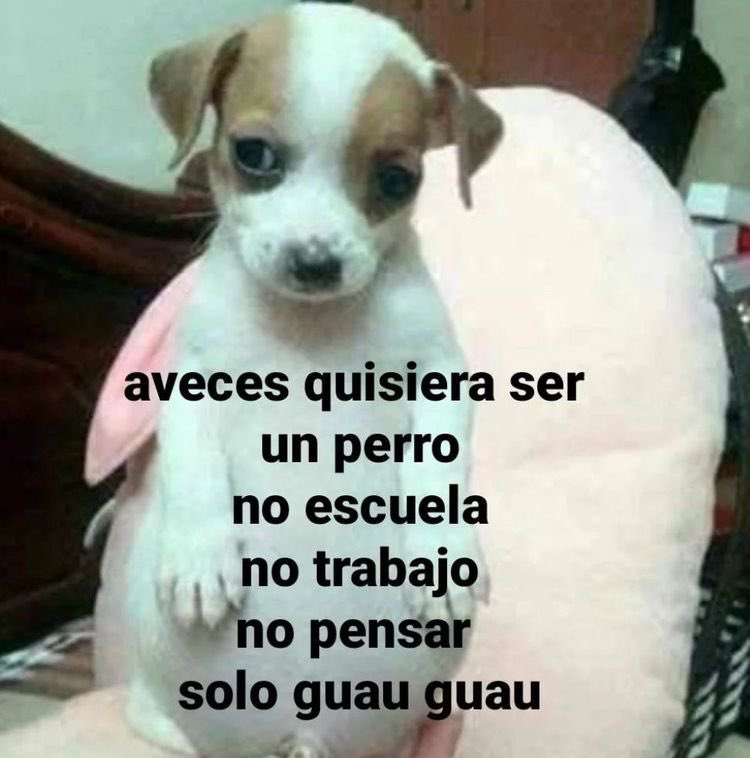 perritos_qctd's tweet photo. https://t.co/B4VhnSbNkB