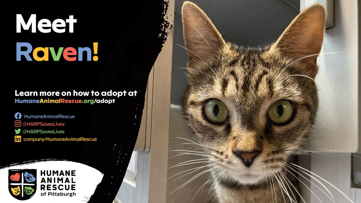 HARPSavesLives's tweet photo. #longtimeresident A cat that likes to tell secrets and is as cute as they come? That's SO Raven. She's a social, lovable girl who will not hesitate to make her need for affection known. Adopt today at https://t.co/73N2fgHbuz https://t.co/8pymoqXaiZ