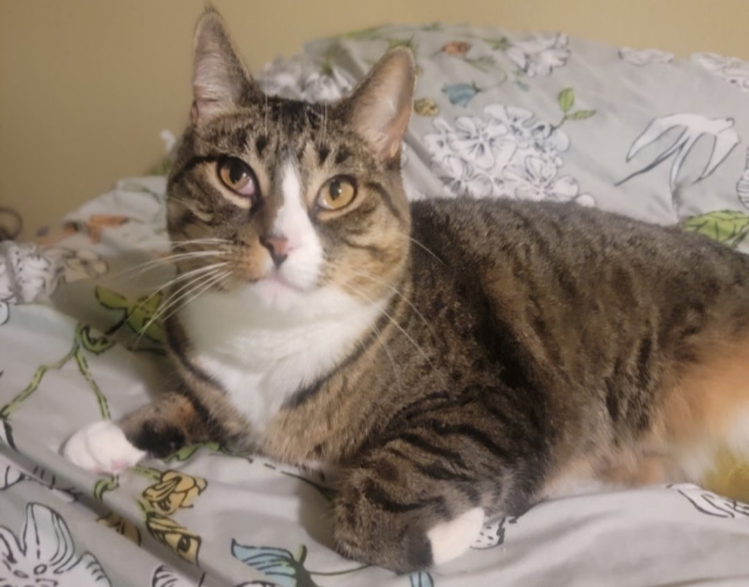 Tiger is in the top 20! Thank you everyone for your votes. Remember you can vote for free every day. Let's help Tiger become Americas Favorite Pet!

(Link in comments)

#Cats #CatsOfTwitter #Caturday #cat