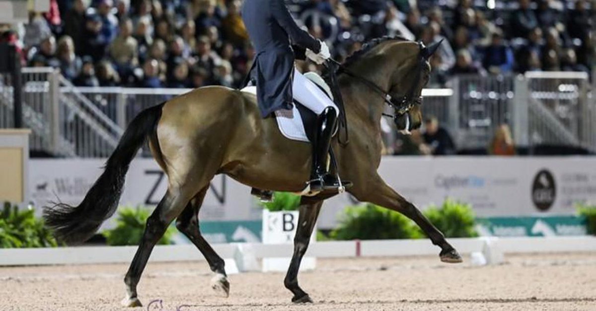 HorseNetwrk's tweet photo. Wellington belongs to Wandres. #AGDF
https://t.co/0FnQpfoagG https://t.co/bhGbvJLJ57