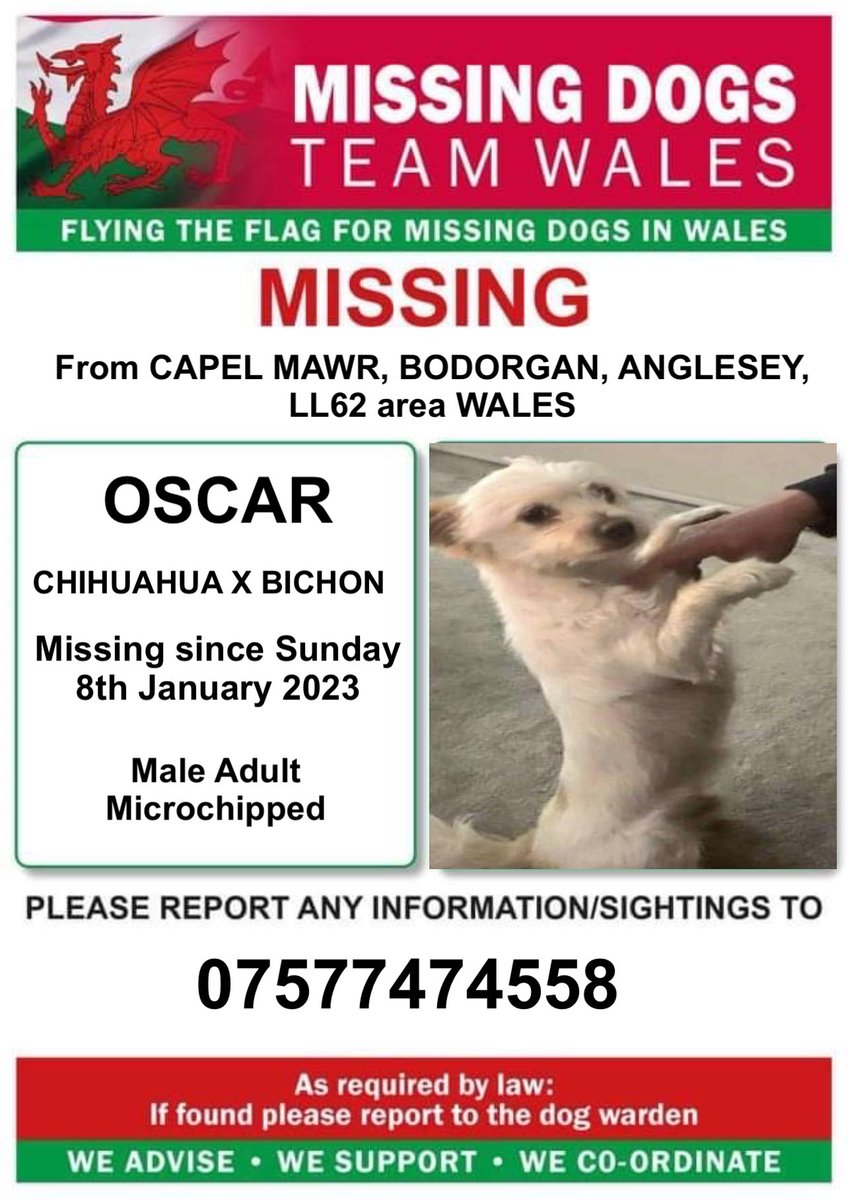 missingdogwales's tweet photo. ‼️OSCAR MISSING FROM #CAPELMAWR #BODORGAN AREA #ANGLESEY #LL62 #WALES 
♦️SINCE 8TH JAN 2023 

Adult Male Chihuahua X 
Microchipped and very much missed by his family 
If anyone saw him that day and maybe picked him up to keep safe then please call the number on this poster asap https://t.co/AubuzCq4gQ