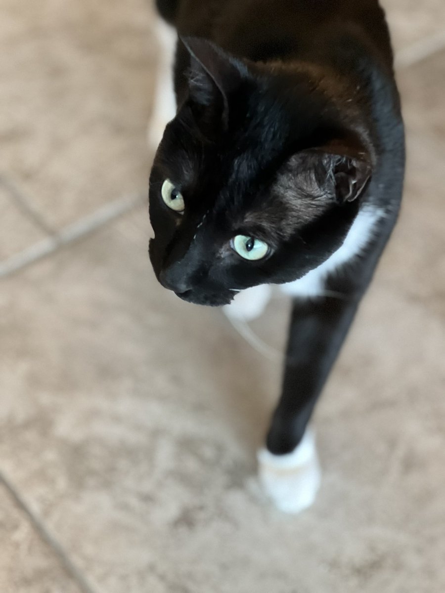 staceyo's tweet photo. @thechrisbarron Happy #Caturday from Martini (a panther on the prowl). https://t.co/qWuu1svRvP