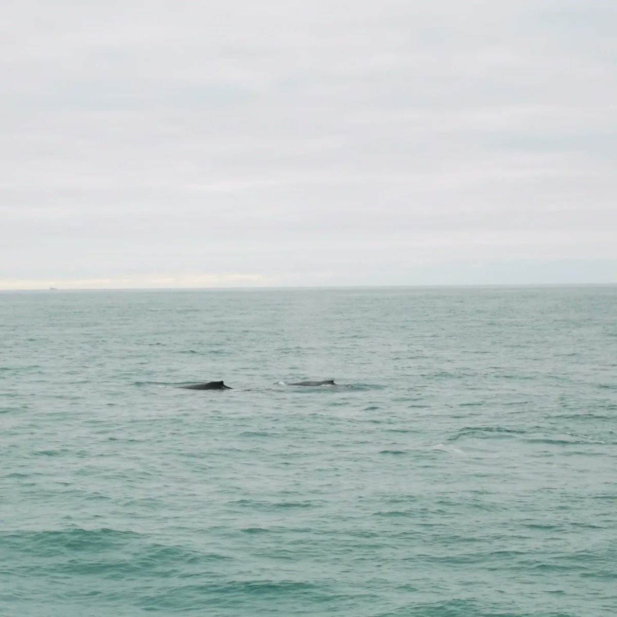 Lifeboat exercise we met 2 humpbacks cruising just east of the Eastern Isles.
Other videos suggests its Pi and the newly seen one.