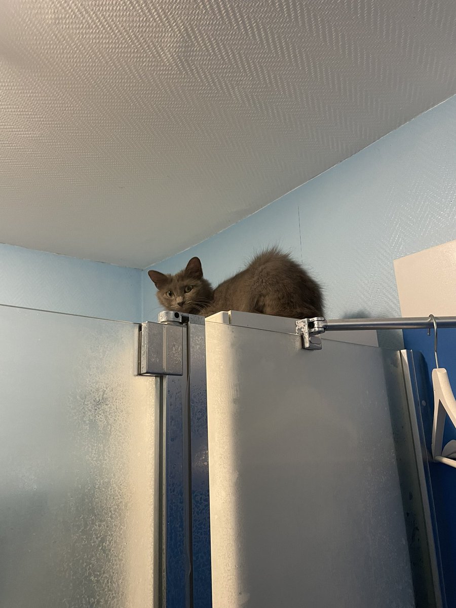 ValouQuest's tweet photo. Voici où se met mon chat qd je prends ma douche 

Stressant ? Oui. https://t.co/DibKk5wQjp
