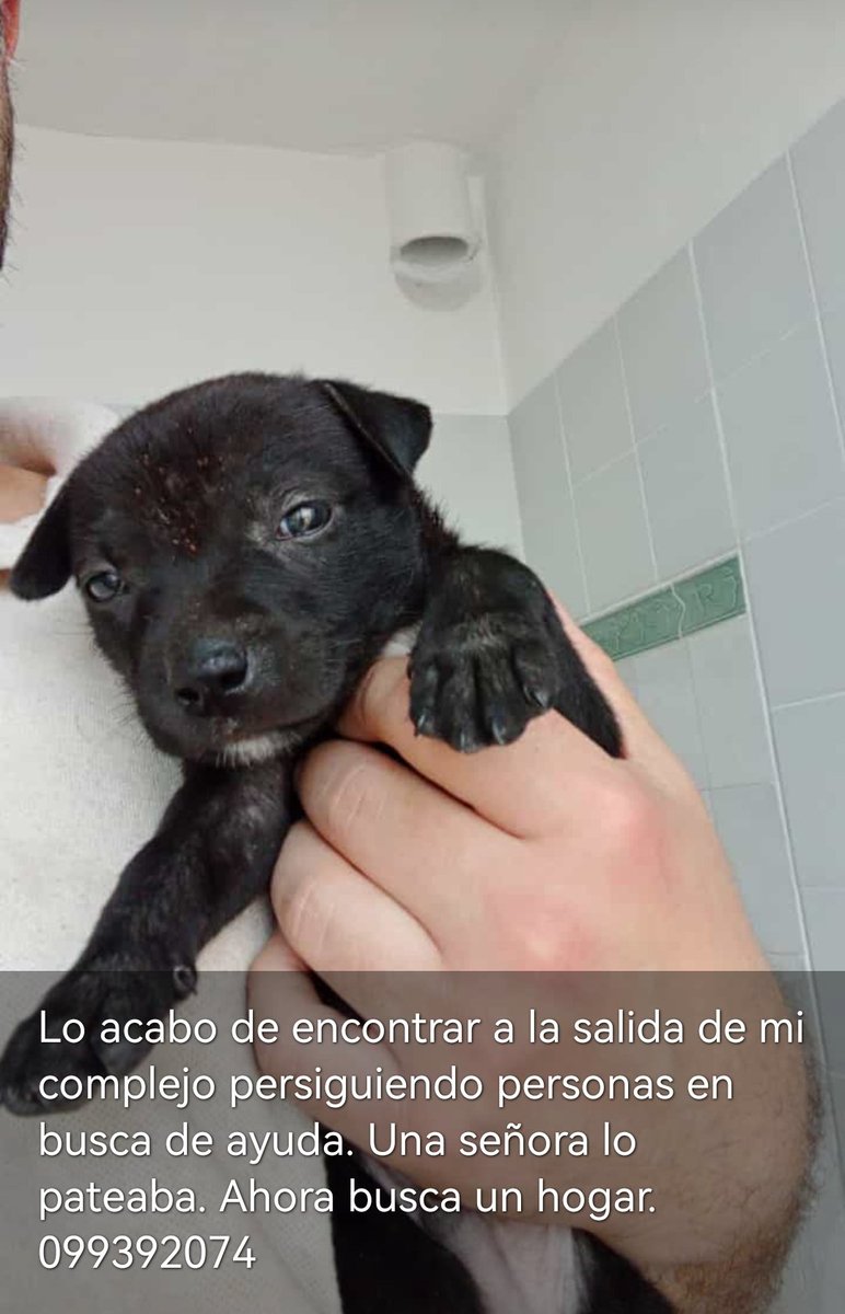 Miren este BB.....