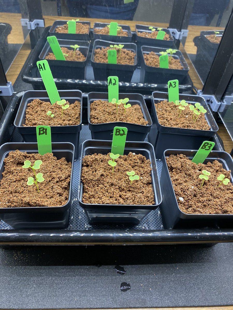 GBE trial 2 plants germinated in 3 days with white light <a href="/RivieraMiddle/">Riviera Middle</a> <a href="/GrowBeyondEarth/">Growing Beyond EarthⓇ</a> <a href="/FairchildChall/">Fairchild Challenge</a>