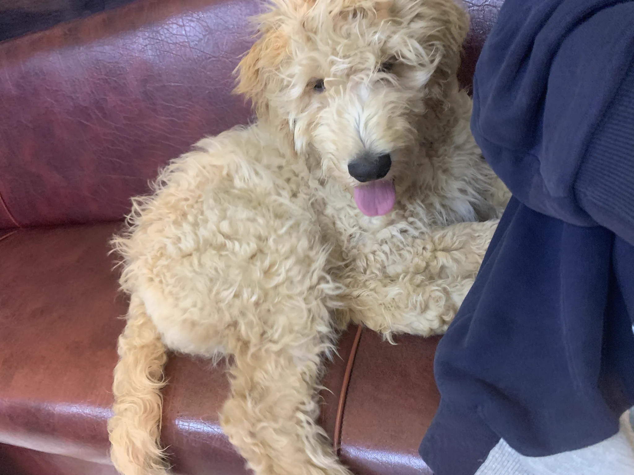 わたしの推し🐶記事になってるw  