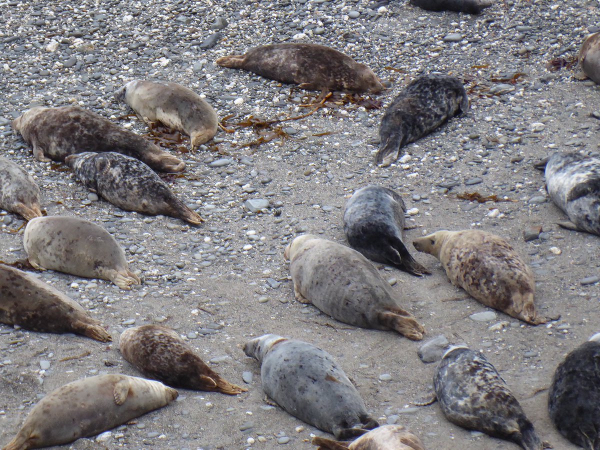 _LauraLarkin's tweet image. A lovely wander and some seal spotting at Godrevy today