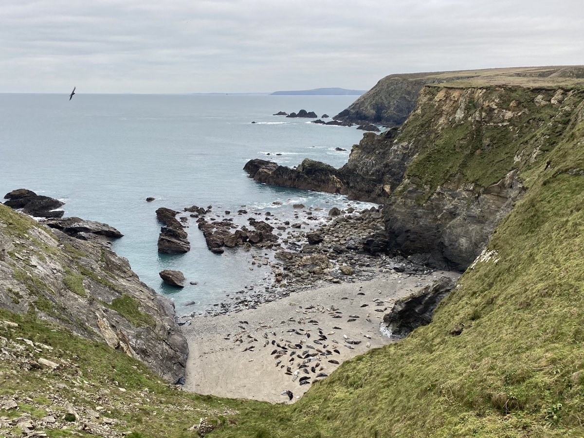 _LauraLarkin's tweet image. A lovely wander and some seal spotting at Godrevy today