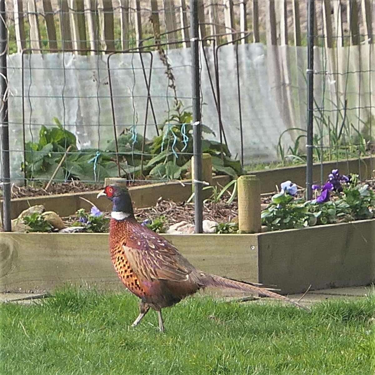 JanEichhorn1's tweet image. Huisgenote heeft vandaag enthousiast meegedaan aan de #tuinvogeltelling 

Morgen zelf ook maar een half uurtje tellen!

#HollandsKroon