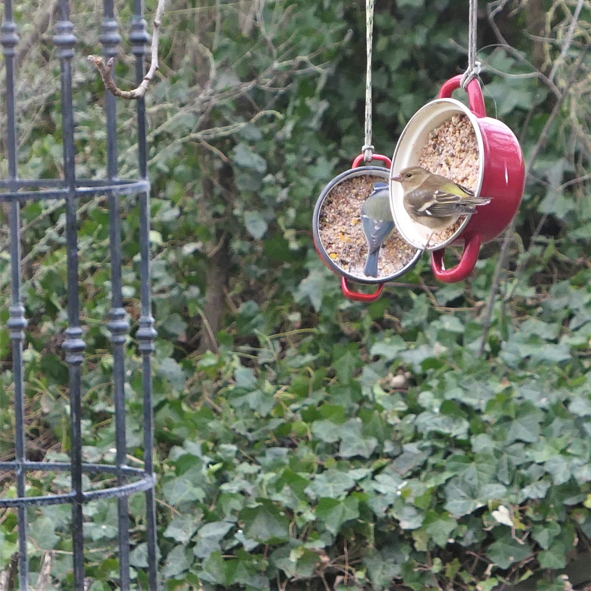 JanEichhorn1's tweet image. Huisgenote heeft vandaag enthousiast meegedaan aan de #tuinvogeltelling 

Morgen zelf ook maar een half uurtje tellen!

#HollandsKroon