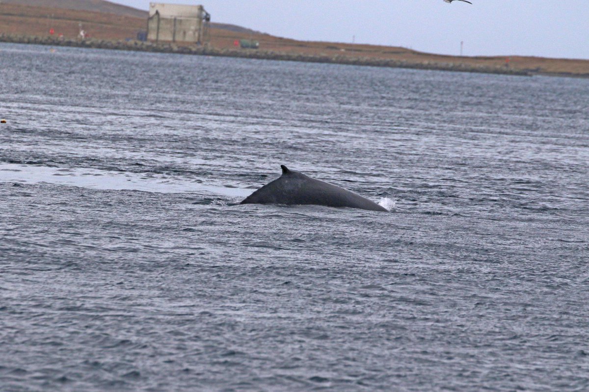 Adrian Kettle tweet media