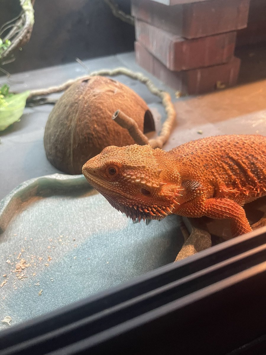 Look who just had a bath and some nice worms.