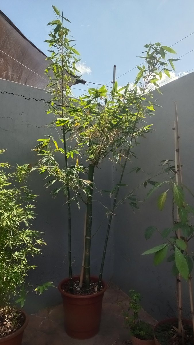 Dj_Hikari's tweet photo. 2.80 metros!
No me lo habría imaginado
#bambu #bambooo #jardineria https://t.co/pzd02g4krM