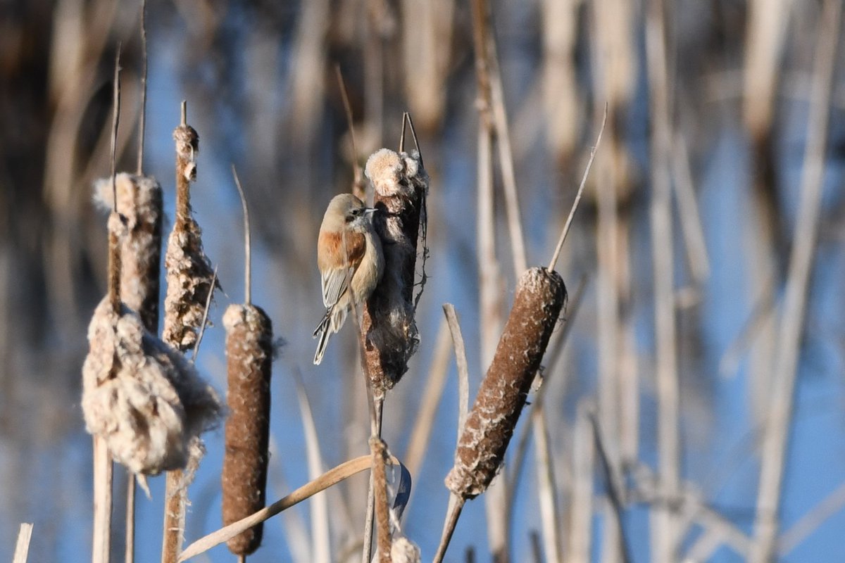 guymaugerguy's tweet photo. Remiz penduline #oideaux #SaintDizier https://t.co/DFg01DH4j1