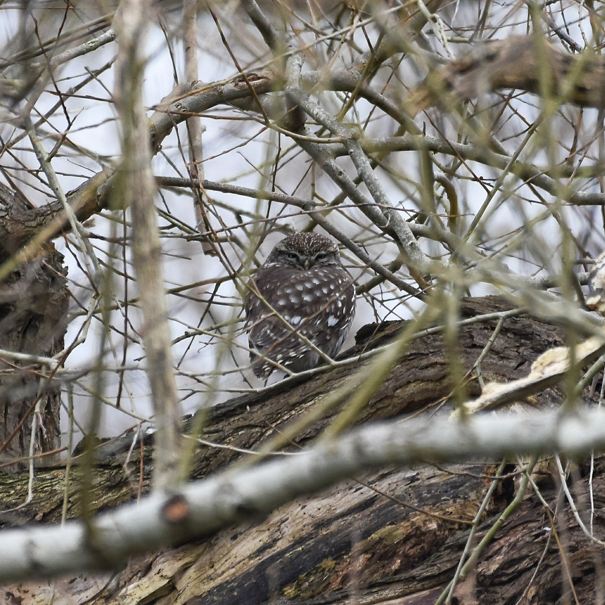 I was pleased to spot this Little Owl amongst the tangle of Willow branches on the Papercourt patch this morning. <a href="/SurreyBirdNews/">SurreyBirdClubNews</a> <a href="/surreybic/">SBIC</a>