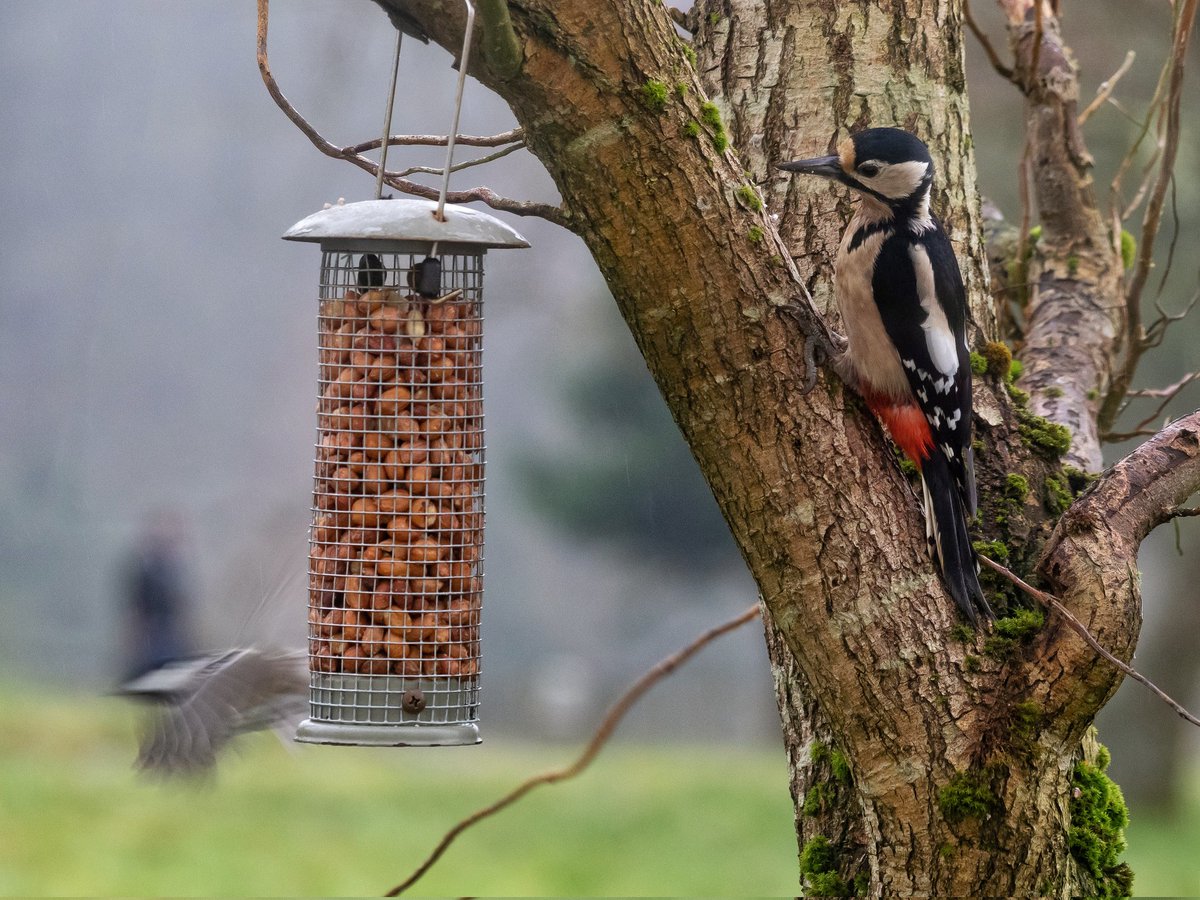 A few highlights from our family effort - #BigGardenBirdWatch. All from home in #kielderforest and <a href="/NlandNP/">N'land National Park</a>.Lucky to have a very active feeder just outside our living room window, and the #woodpecker even dropped in. 
<a href="/RSPBEngland/">RSPB England</a> <a href="/Natures_Voice/">RSPB</a> <a href="/ForestryEngland/">Forestry England</a> <a href="/visitkielder/">visitkielder</a>