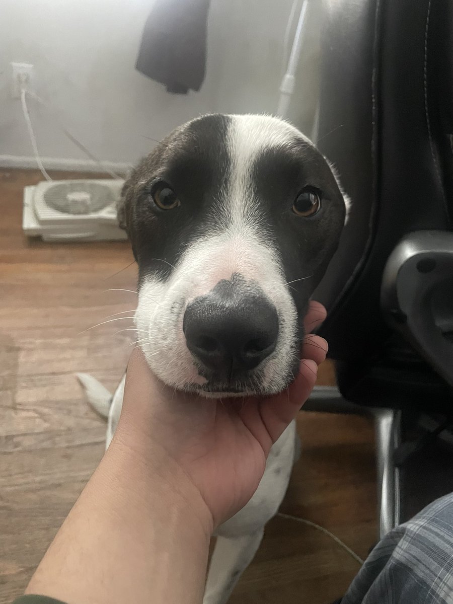 mattindacuttt's tweet photo. Happy birthday son. I love you❤️🐶 https://t.co/yvk9b6ZBdO