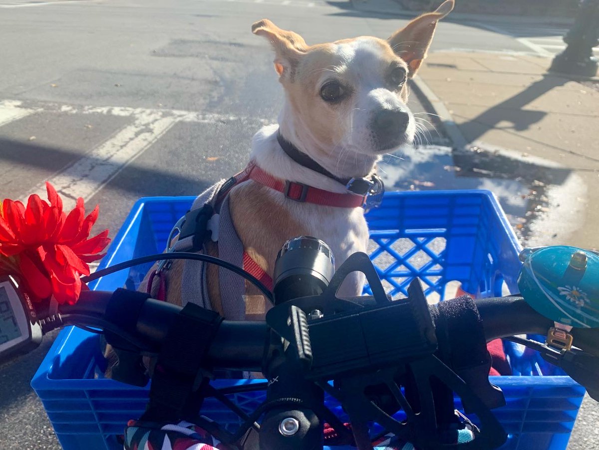 bikeyface's tweet photo. Even my dog knows bike rides are more fun than car rides. https://t.co/IZsMf8HMIw
