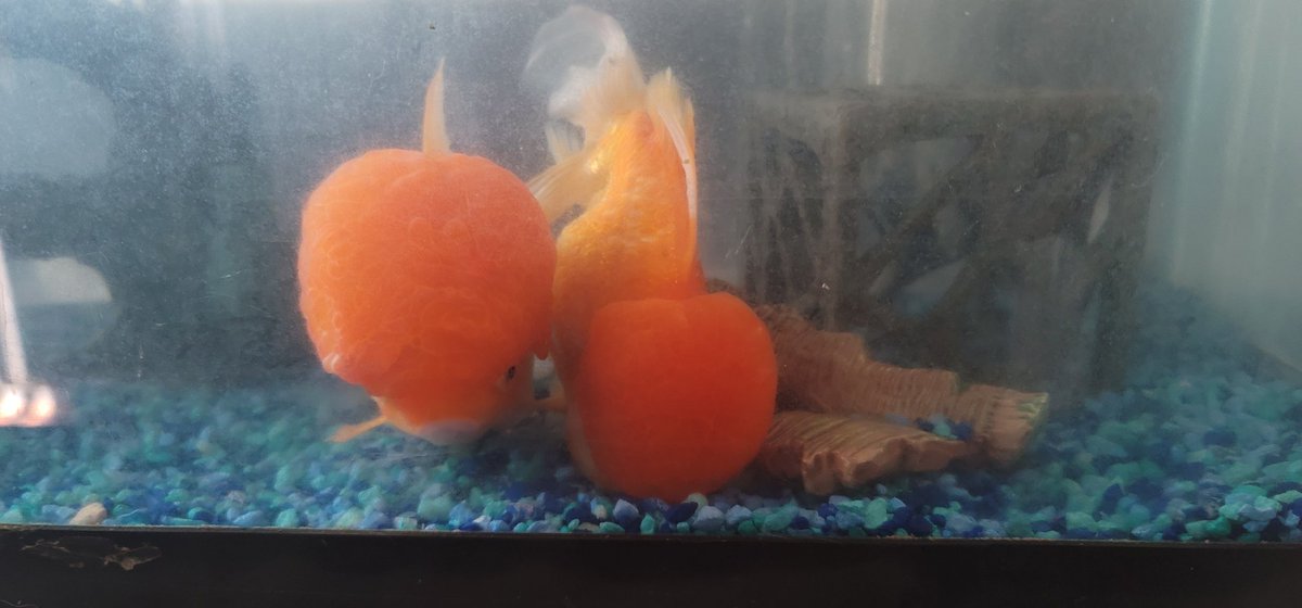 @OfficialWilllF #JackieMoon Hey Mr. Ferrell (aka Will, Jackie Moon). I have an Oranda Gold Fish that looks just like your character in SemiPro side burns and all.