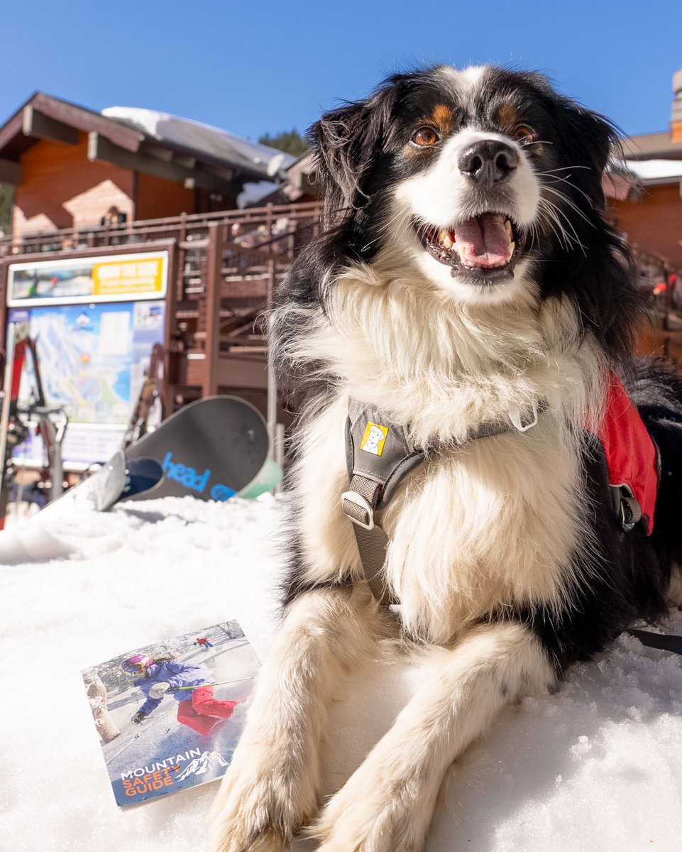 Ski California tweet media