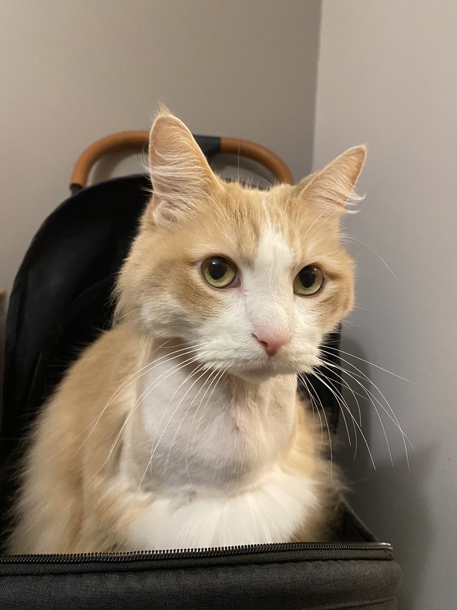 Speaking of recovery, Aleksi is also doing much, much better! We are kin in looking rather awful these days. I took these about a week ago when we could finally take the sock off his neck.