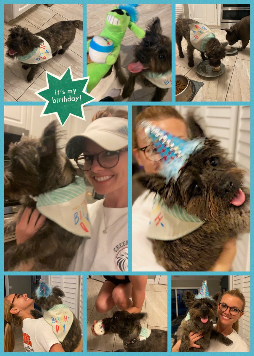 Halley Urbanak (@halleyurbanak) on Twitter photo Happy 1st Birthday to Brody! This happy, healthy, crazy, funny, mischievous, smart, stubborn, playful, loyal, friendly, athletic, curious, energetic and very lovable red brindle cairn terrier was born on January 25, 2022. 🥳❤️🐾 Happy 1st Birthday to Brody! This happy, healthy, crazy, funny, mischievous, smart, stubborn, playful, loyal, friendly, athletic, curious, energetic and very lovable red brindle cairn terrier was born on January 25, 2022. 🥳❤️🐾
