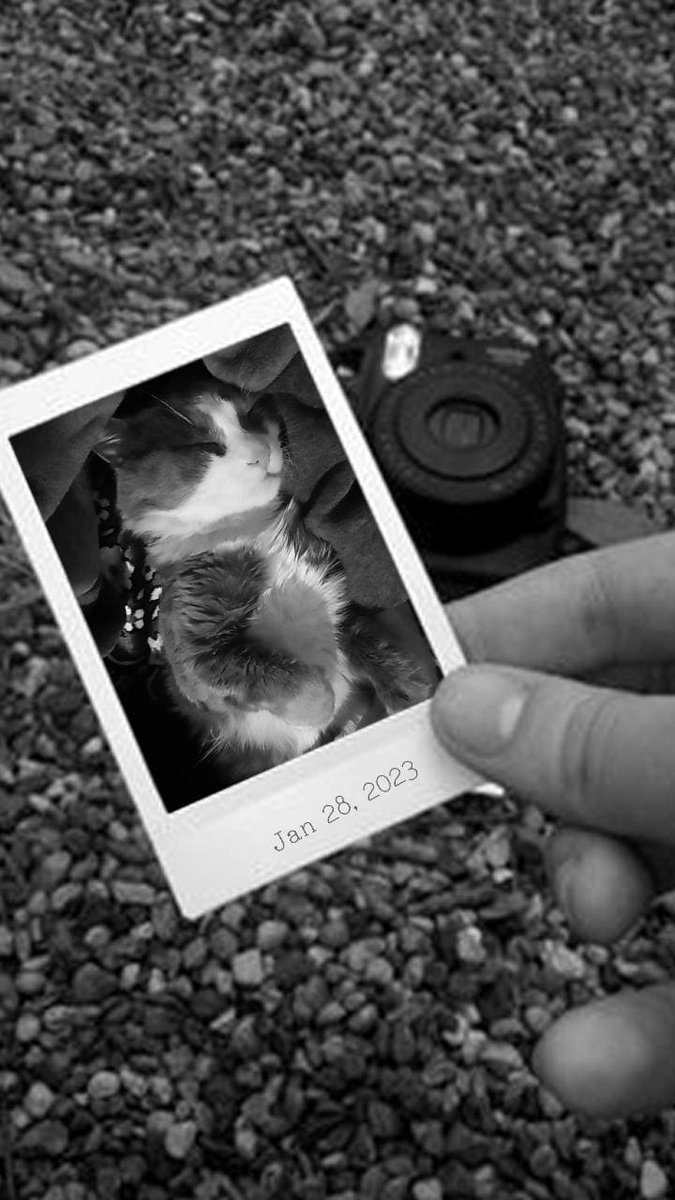 Onları sevin və qoruyun! 🐈❤️
#CatsOfTwitter