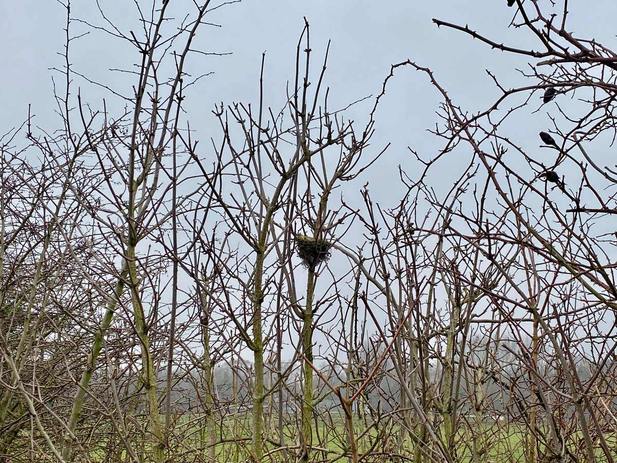 Birdie Gossip tweet media