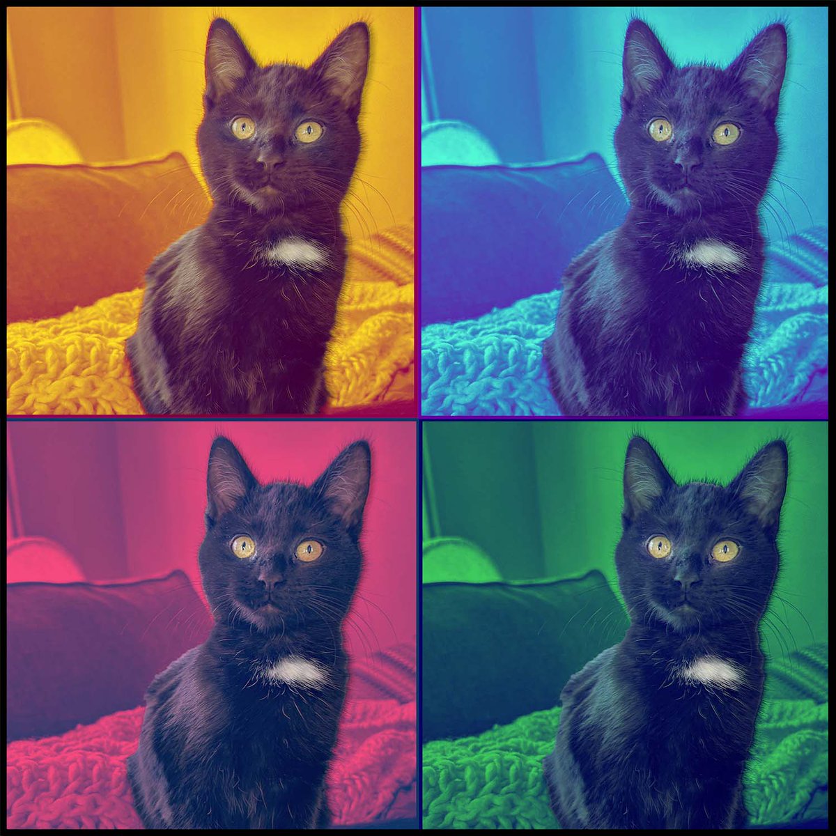 AACatsRescue's tweet image. Any cat can sit with you on the sofa and purr, but it takes a special girl like me, with my snazzy looks, to sizzle and pop and bring some extra pizazz to your life! I think #AndyWarhol would have done me proud! -Bea

#PopArtDay #caturday #catart