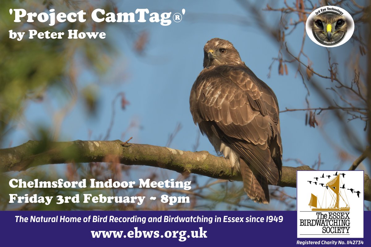 EBwSTweets's tweet photo. Looking forward to next Friday's @EssexBirdNews indoor meeting in Chelmsford where Peter Howe will talk about a new technology to combat raptor persecution called Project CamTag. All are welcome, full details can be found here: https://t.co/R9TEdUvWTP @Raptor3ET #ProjectCamTag https://t.co/tloiY5rLGY