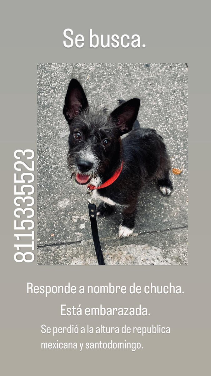 Apoyen con un RT para localizar a Chucha, está embarazada y se perdió en el área de Av Santo Domingo y Republica mexicana.

#LoQuePasaEnSN™️