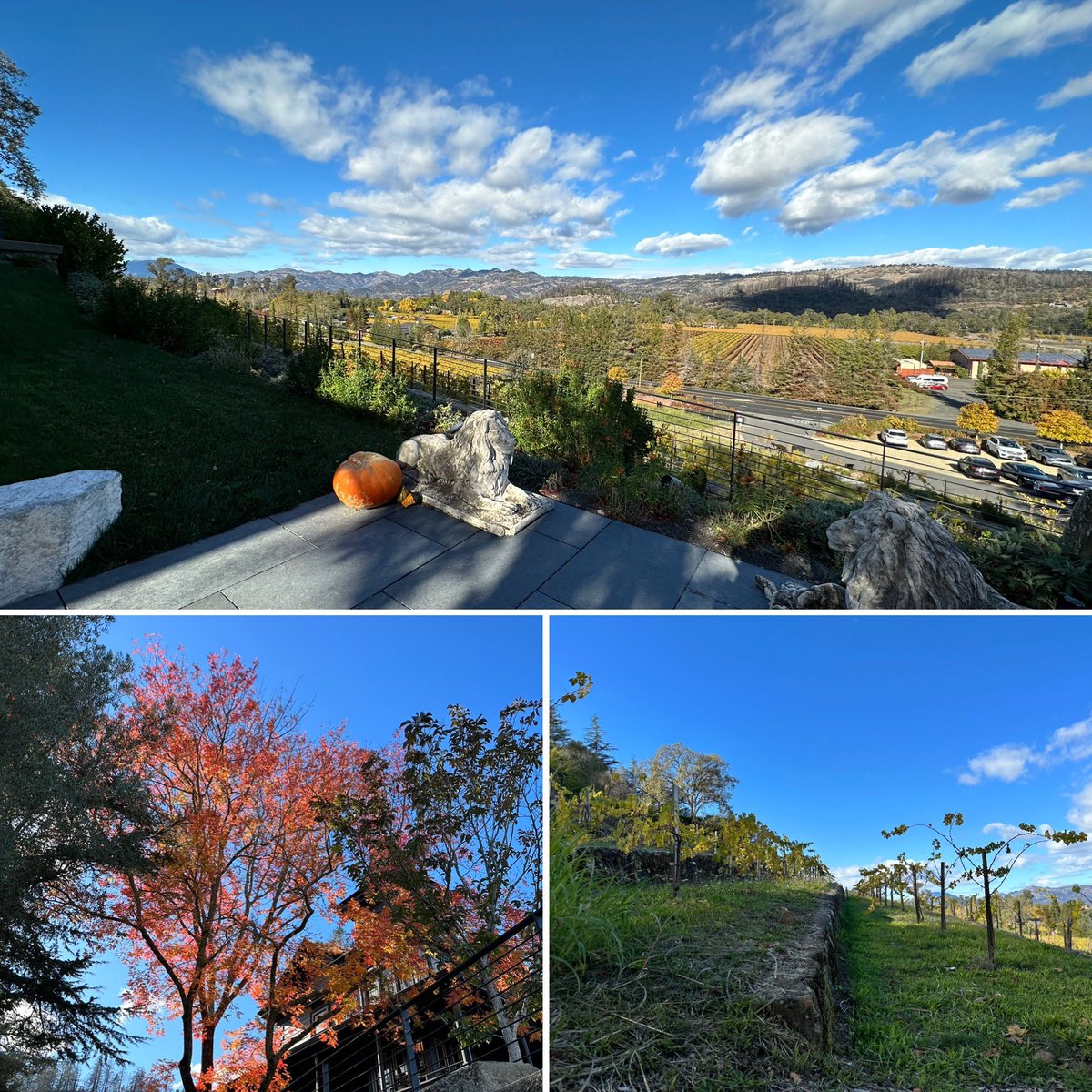 LazySomm's tweet photo. Wine tasting at Faust Wines. Beautiful sceneries.
気分がスカッとするような光景でした

#faustwines #napavalley #winery #wine  #ナパバレー #ワイナリー #ワイン #shotoniphone https://t.co/d7DydXe2aS