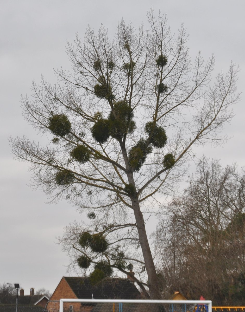 Hayley Willerton 💙 (@alpinesgrasses) on Twitter photo Daughter played football this morning - early drive to Girton. Great game but distracted by the beautiful mistletoe @Wild_Girton @GirtonPCouncil #U14football <a href="/SpaldingUnited/">Spalding United FC</a> @WoodlandTrust Daughter played football this morning - early drive to Girton. Great game but distracted by the beautiful mistletoe @Wild_Girton @GirtonPCouncil #U14football <a href="/SpaldingUnited/">Spalding United FC</a> @WoodlandTrust