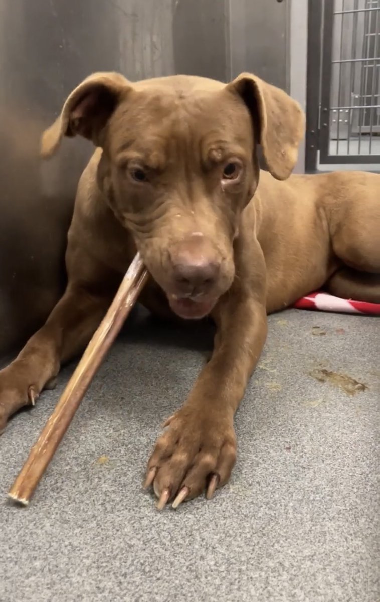 #TX #DALLAS
🆘🆘FINAL CALL Shannon 18mo Girl EUTH LISTED a v.Sweet low Rider, Great manners, adores ppl, a big cuddler &amp; loves a belly rub! Needs #FOSTER #ADOPTER #RESCUE #PLEDGES ⏰THE CLICK IS TICKING - pls act fast! #A1166723 m.facebook.com/groups/dallasl…