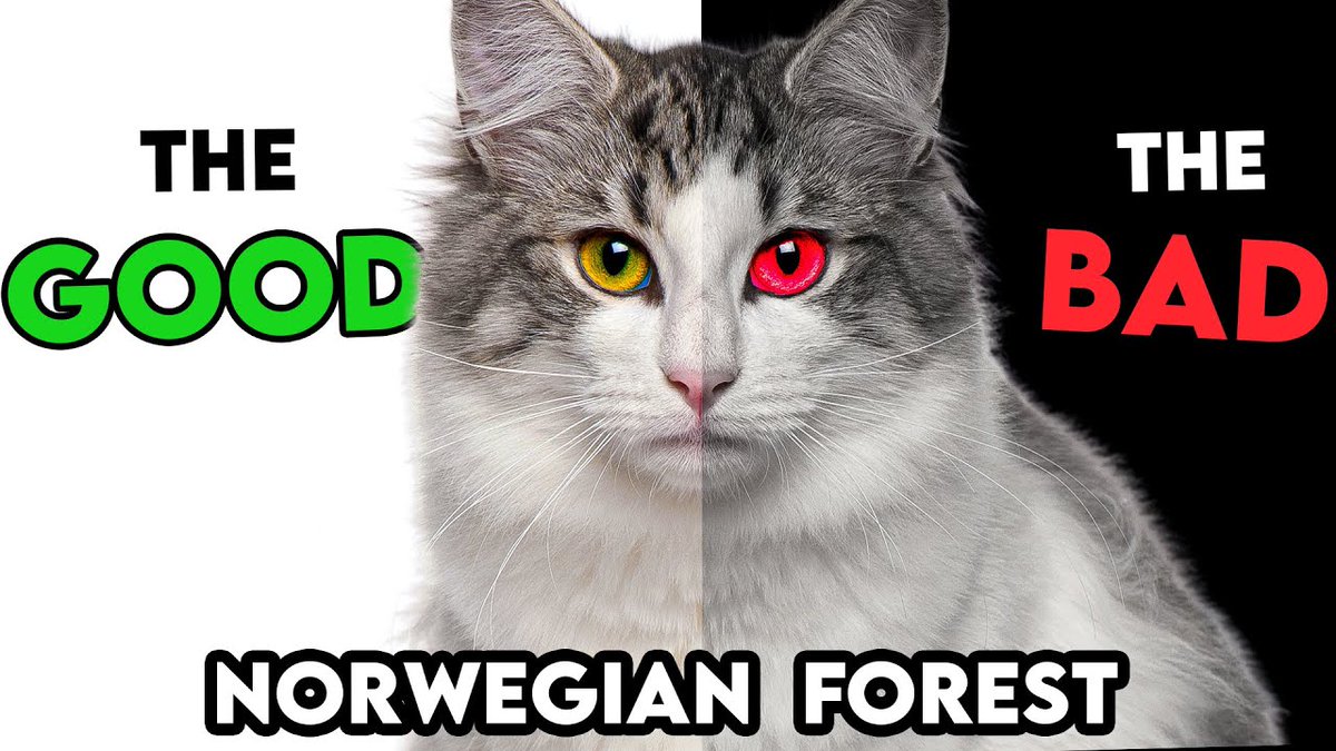 ハリネズミにキャットフードを与えることの長所と短所