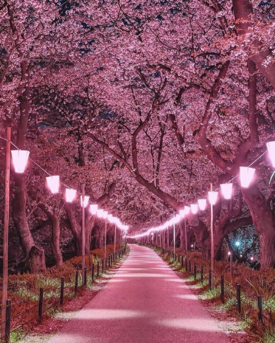Cherry blossoms in Japan.