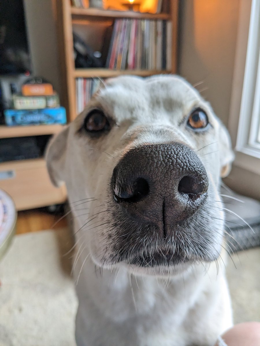 tmtpdx's tweet photo. This good boy broke a tooth last night and is taking it like a champ. https://t.co/FzWmDbpQcz
