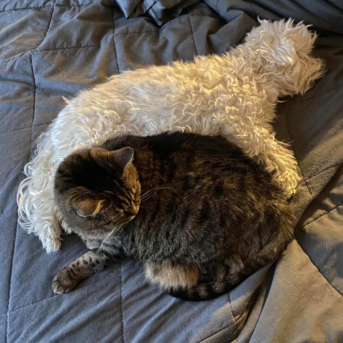 The queen has been laid to rest and has joined sister Izzy OTRB. She took a quick decline and they found cancer. She got to pass comfortably at home, in her favorite place (my arms). 

Delilah: born ~2011, retired 1/28/23💜🌈