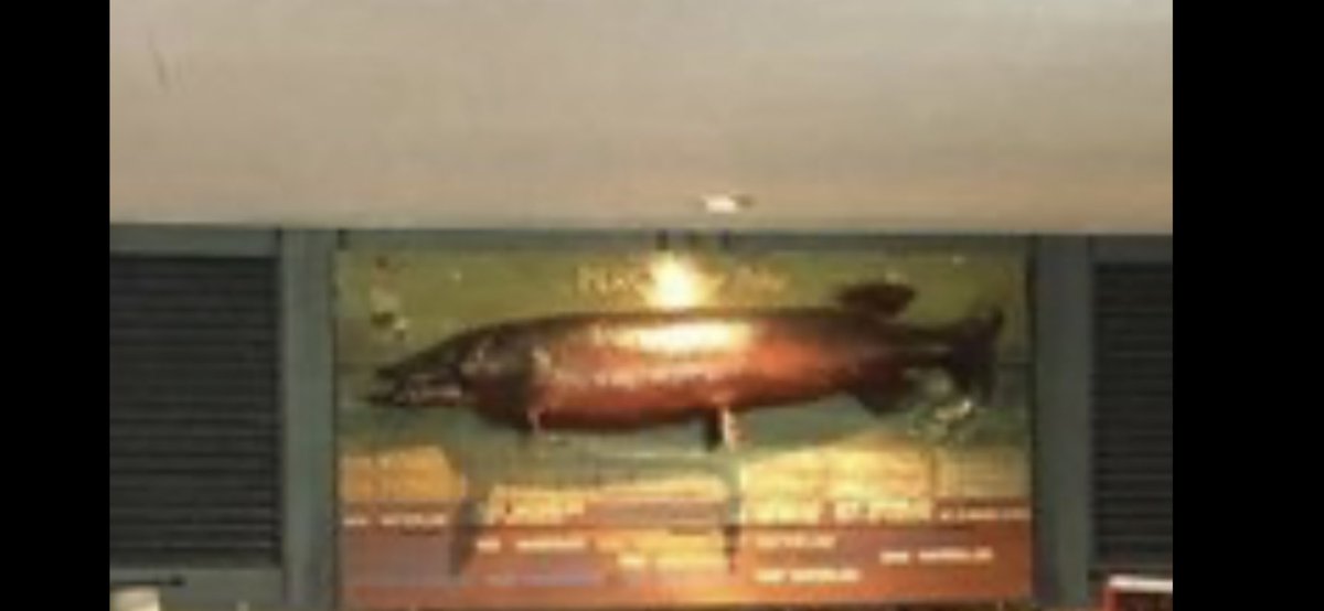 Hi <a href="/WanderersFC1870/">Wanderers F.C.</a> how is Percy the pike doing hope your looking after him