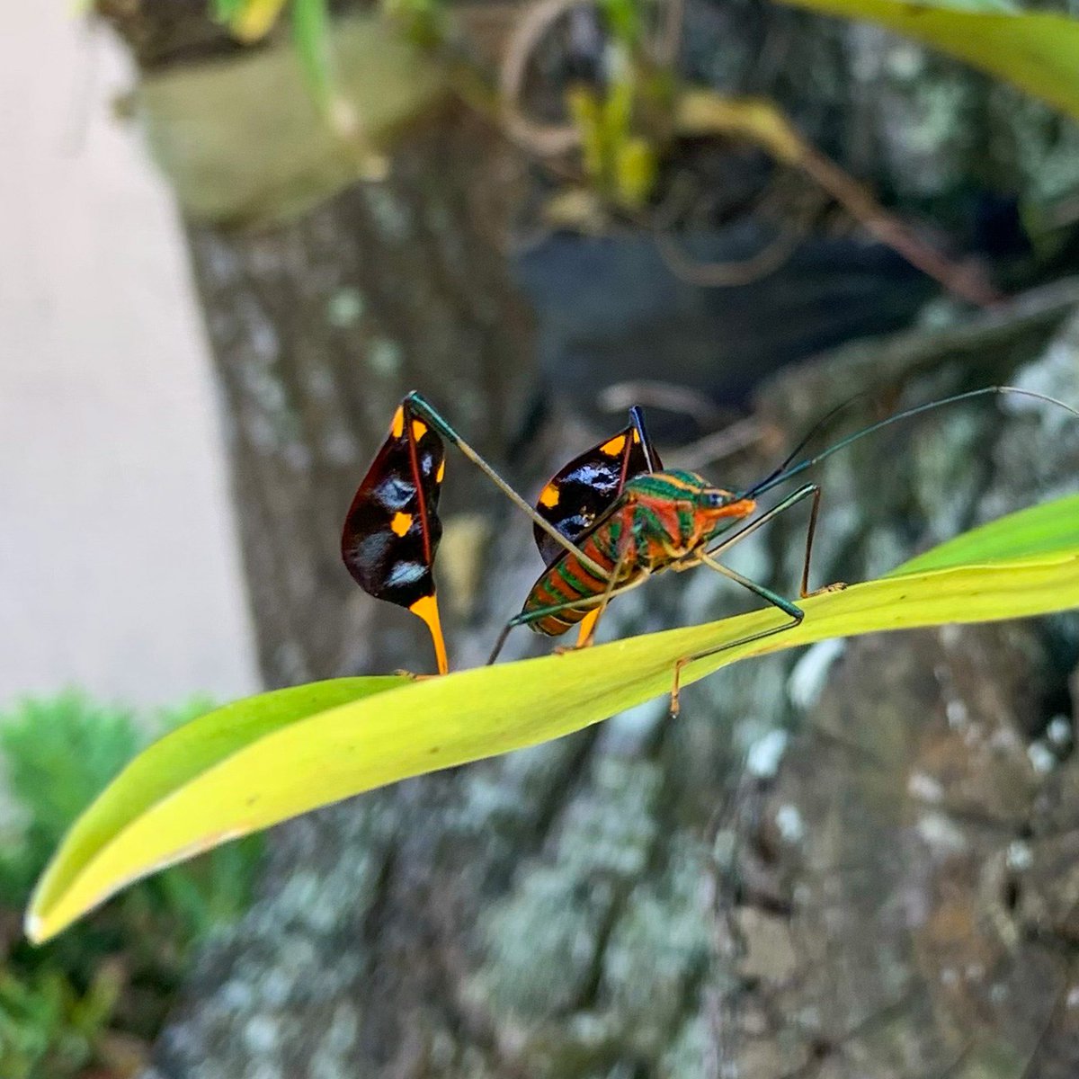 adrianeciria's tweet photo. Lindo neh, mas pode acabar com nosso maracujá 😱
#insetosdobrasil #naturephotography #insectsphotography #insects_of_our_world #flordemaracuja #passionfruit #insero #insects #sol #amor #passionflower #plantas #flores #flowers #jardim #garden #love #plants #beautiful #flower https://t.co/BVajcKStvH