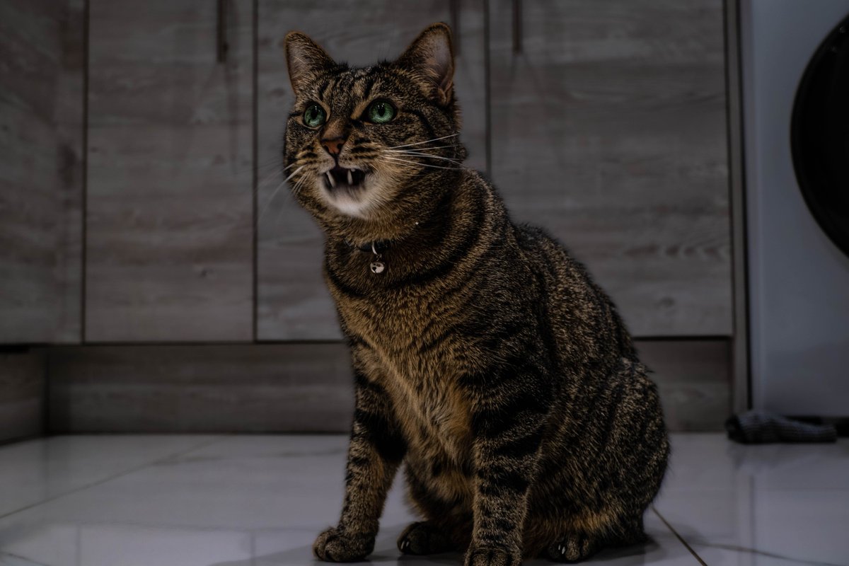 denikks's tweet photo. I caught my cat at 3AM, 
the theory that cats are possessed by demon
Is comfirmed. ( Look at him )
#Fujifilm #Photography #cat https://t.co/6Aq9Ax0fgK