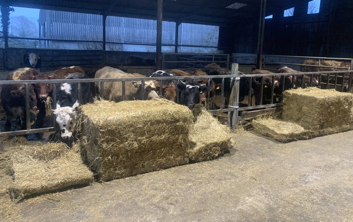 Maximus Pullin tweet media